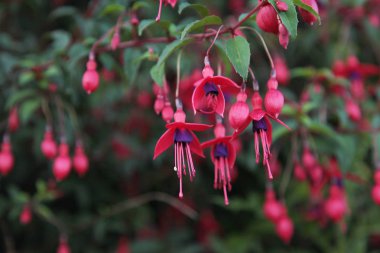 St Annes parkta bahçede çiçek