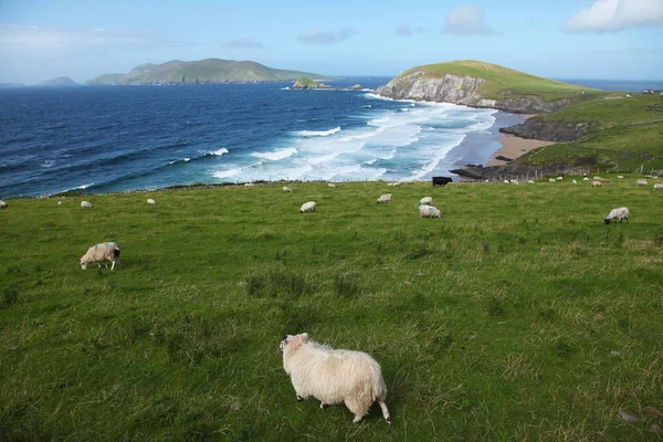 Ovejas irlandesas cerca de Dunquin en la península de Dingle — Foto de Stock