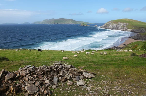 Ovejas irlandesas cerca de Dunquin en la península de Dingle — Foto de Stock