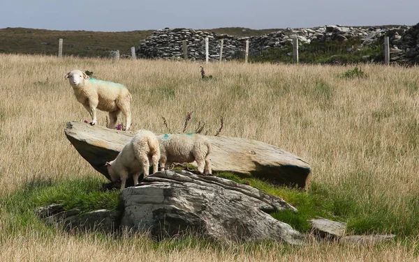 ディングル半島の Dunquin 近くのアイルランドの羊 ストックフォト