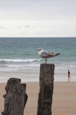Martı bir deniz manzaralı Saint-Malo içinde