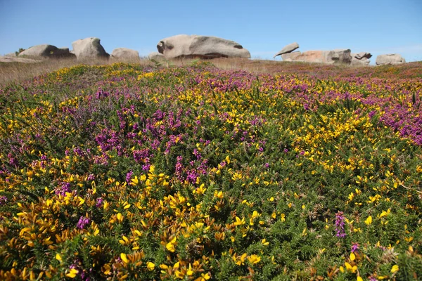 ピンクの花崗岩の海岸、ブルターニュ地域圏、コート ド グラニ空港ローズ ストック写真