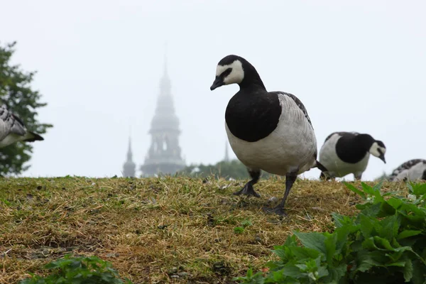 Yağmurlu Stockholm İsveç kaz
