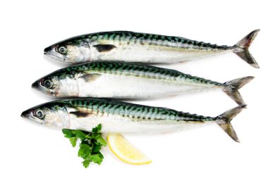 Beyaz izole uskumru balığı