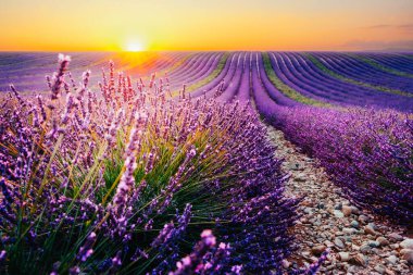 Fransa 'nın Provence şehrinde günbatımında açan lavanta tarlası