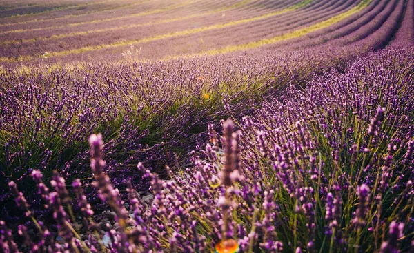 Квітуче лавандове поле на заході сонця — стокове фото