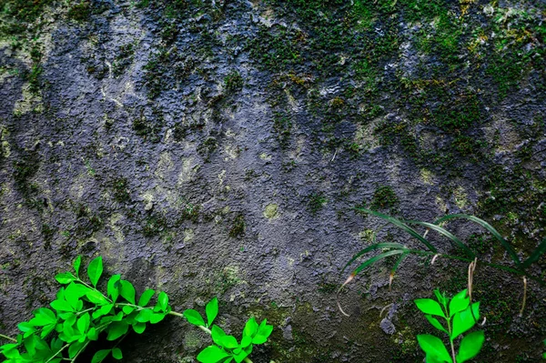 Yeşil tropikal yaprak bitkilerinden oluşan eski gri duvar dokusu. Metin ve afiş için boşluk. — Stok fotoğraf