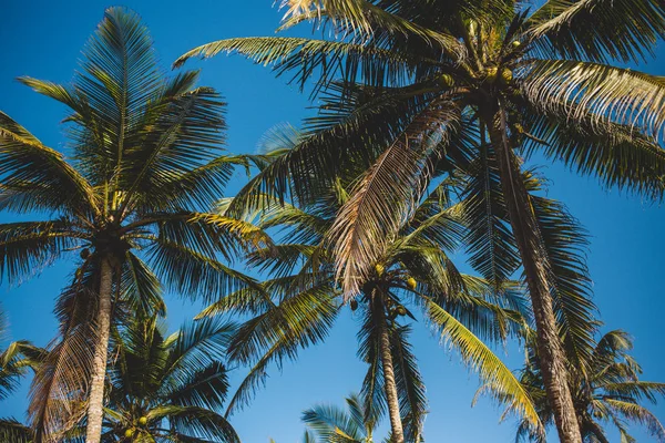 Пальмові дерева над блакитним небом. Відпустка на канікули в тропіках для туризму. Подорож азіатською. Стокове Фото