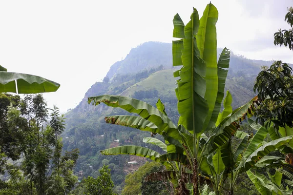Бананові пальми над туманними гірськими джунглями. Подорож до Елли (Шрі-Ланка) Стокова Картинка