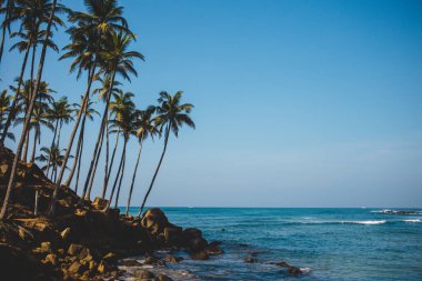 Sri Lanka 'daki Mirissa Körfezi' ndeki inanılmaz hindistan cevizi palmiye tepesi. Mavi okyanus sahilinin üzerindeki palmiyeler siluet.