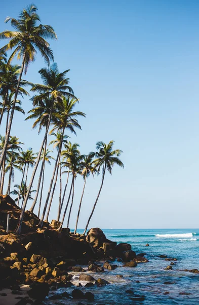 Дивовижний кокосовий пальмовий пагорб у затоці Мірісса (Шрі - Ланка). Пальмовий силует над синім берегом океану.. Ліцензійні Стокові Зображення