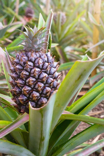 Tasty sweet fruits. Growing pineapples in a greenhouse on the island of San Miguel, Ponta Delgada, Portugal. Pineapple is a symbol of the Azores.