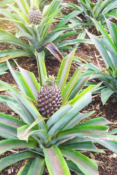 Tasty sweet fruits. Growing pineapples in a greenhouse on the island of San Miguel, Ponta Delgada, Portugal. Pineapple is a symbol of the Azores. — Stock Photo, Image