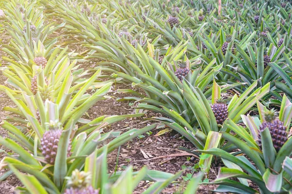 Smakrika söta frukter. Odla ananas i ett växthus på ön San Miguel, Ponta Delgada, Portugal. Ananas är en symbol för Azorerna. — Stockfoto