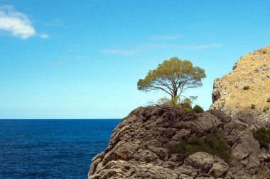 İspanya 'nın Mallorca adasındaki güzel ünlü Sa Calobra körfezi. Turkuaz deniz, kayalar ve çam ağaçları. Balear Adalarına Seyahat.
