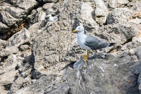 Goéland méditerranéen (Larus michahellis) sur des pierres dans la baie de Sa Calobra sur l'île de Majorque, Espagne. Voyage aux îles Baléares . — Photo