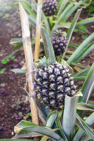 Νόστιμα γλυκά φρούτα. Καλλιέργεια ανανάδων σε θερμοκήπιο στο νησί San Miguel, Ponta Delgada, Πορτογαλία. Το ανανά είναι σύμβολο των Αζορών. — Φωτογραφία Αρχείου
