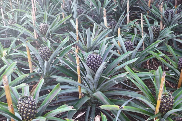 Tasty sweet fruits. Growing pineapples in a greenhouse on the island of San Miguel, Ponta Delgada, Portugal. Pineapple is a symbol of the Azores.