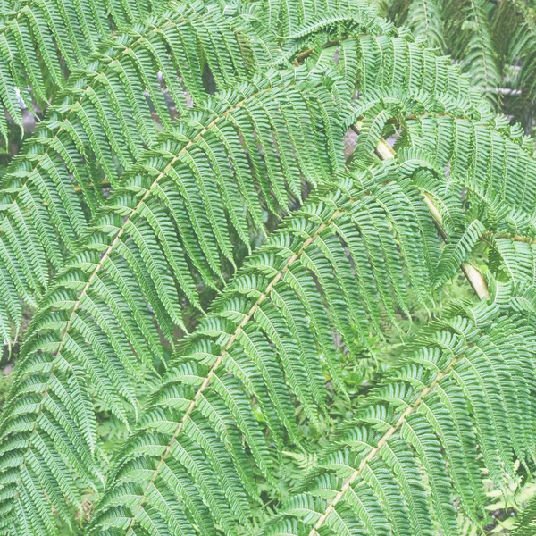 Velké jasně zelené listy kapradiny Polypodiophyta. Vlhký les na Azorách, Portugalsko, San Miguel. Textura. — Stock fotografie