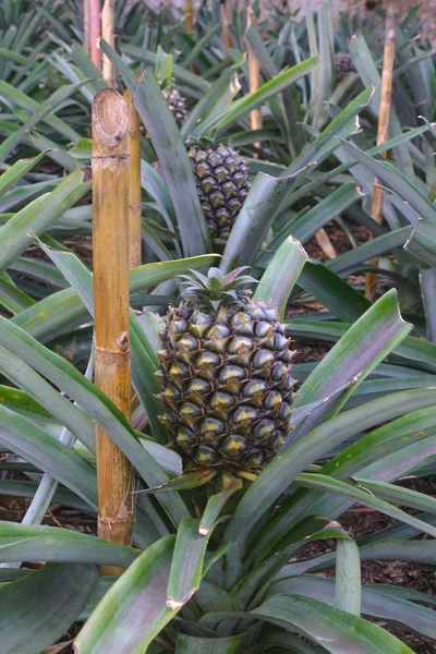Tasty sweet fruits. Growing pineapples in a greenhouse on the island of San Miguel, Ponta Delgada, Portugal. Pineapple is a symbol of the Azores.