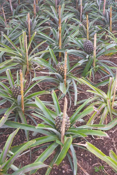 Tasty sweet fruits. Growing pineapples in a greenhouse on the island of San Miguel, Ponta Delgada, Portugal. Pineapple is a symbol of the Azores.