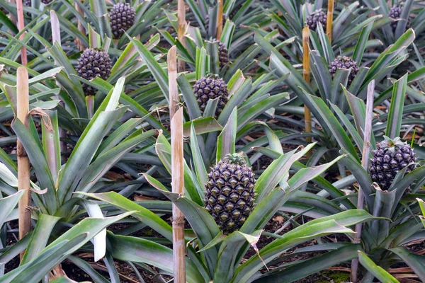 Tasty sweet fruits. Growing pineapples in a greenhouse on the island of San Miguel, Ponta Delgada, Portugal. Pineapple is a symbol of the Azores. — Stock Photo, Image