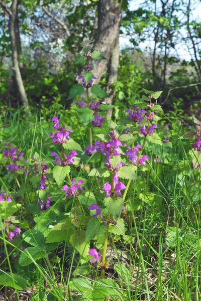 Fioletowe kwiaty dzikiej ro liny Lamium purpureum. Zioło i miód. — Zdjęcie stockowe