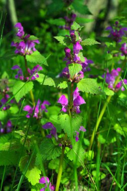 Vahşi bir bitki olan Lamium Purpureum 'un mor çiçekleri. Ot ve bal bitkisi.