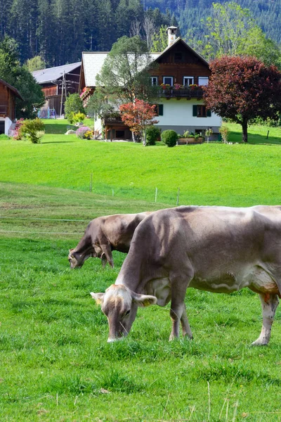 Een koe graast in een groene weide. Vroege ochtend in Oostenrijk. Traditioneel Oostenrijks landschap: bergen, gezellige huisjes en groene gazons. Euro reis. Gevoel van rust en stabiliteit. — Stockfoto