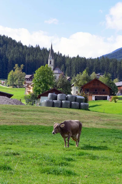 Een koe graast in een groene weide. Vroege ochtend in Oostenrijk. Traditioneel Oostenrijks landschap: bergen, gezellige huisjes en groene gazons. Euro reis. Gevoel van rust en stabiliteit. — Stockfoto