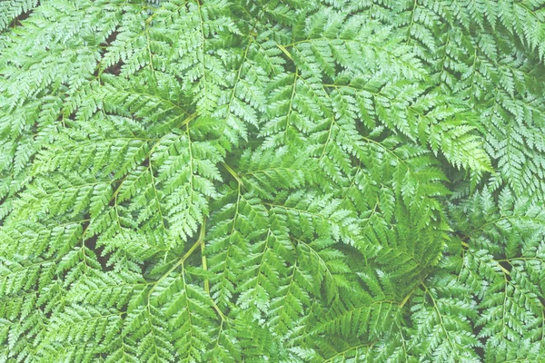 Grandes folhas verdes brilhantes da samambaia Polypodiophyta. Floresta húmida nos Açores, Portugal, San Miguel. Textura . — Fotografia de Stock