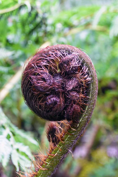 Bud. Nieuwe varen bladeren zijn polypodofieten. Natte bossen op de Azoren, Portugal, San Miguel.. — Stockfoto