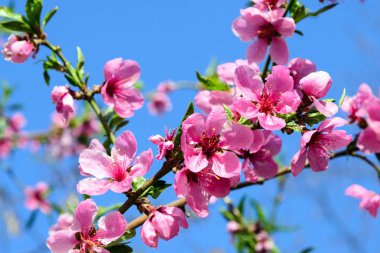 Mavi gökyüzünün arka planında elma ağaçlarının pembe narin çiçekleri. Ilık bahar güneşli bir gün. Yeni bir hayatın başlangıcı.