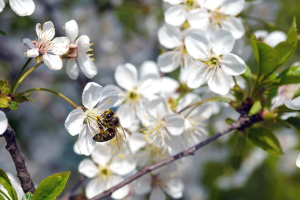 White delicate cherry blossoms against a blue sky. A bee collects nectar. Sunny warm day in early spring. The beginning of a new life. — Stock Photo, Image