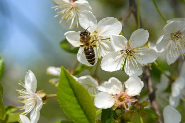 Mavi gökyüzüne karşı beyaz, narin kiraz çiçekleri. Bir arı nektar toplar. Baharın erken saatlerinde güneşli sıcak bir gün. Yeni bir hayatın başlangıcı.