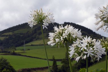 Bulanık yeşil arka planda beyaz agapanthus çiçekleri. Aşk Çiçeği. Agapanthus kapalı alanda tarım, peyzaj tasarımı ve çiçek düzenlemesi için kullanılır. San Miguel Adası, Azores, Portekiz