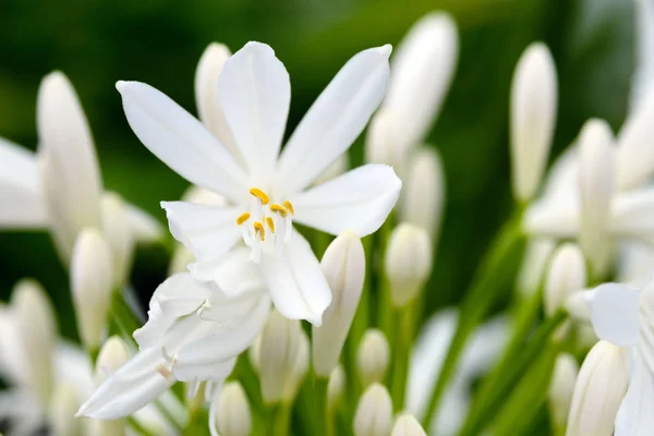 Bulanık yeşil arka planda beyaz agapanthus çiçekleri. Aşk Çiçeği. Agapanthus kapalı alanda tarım, peyzaj tasarımı ve çiçek düzenlemesi için kullanılır. San Miguel Adası, Azores, Portekiz