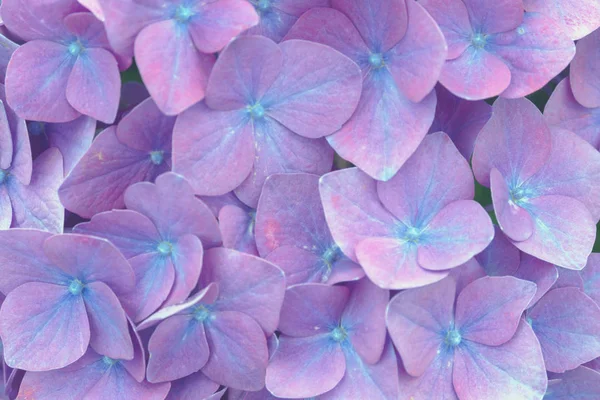 Enorma blomstÃ ¤llningar av rosa stora hortensia (Latin Hydrangea macrophylla). Vacker, giftig och läkande blomma hortensia - en symbol för ön San Miguel, Azorerna, Portugal. — Stockfoto