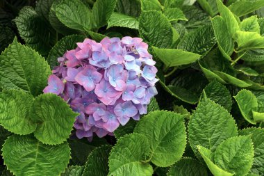 Pembe büyük ortanca (Latin Hydrangea makrophylla) 'nın büyük infloresanları. Güzel, zehirli ve şifalı çiçek ortancaları - San Miguel, Azores, Portekiz adasının bir sembolü..