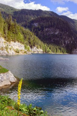 Güzel Avusturya manzarası. Avrupa Alpleri, kozalaklı orman ve sıcak güneşli bir günde göl. Gosauzen Bölgesi, Avusturya