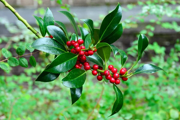 Yeşil yapraklar arasında piramidalis Ilex aquifolium çalılarının kırmızı meyveleri. Holly - Noel sembolü Yakın plan.