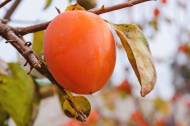 Güzel, büyük, tatlı İspanyol hurması. İspanya 'nın Valencia bölgesindeki bahçelerde lezzetli meyveler. Bolca hasat..