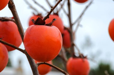 Güzel, büyük, tatlı İspanyol hurması. İspanya 'nın Valencia bölgesindeki bahçelerde lezzetli meyveler. Bolca hasat..