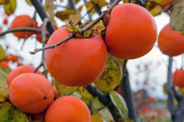 Güzel, büyük, tatlı İspanyol hurması. İspanya 'nın Valencia bölgesindeki bahçelerde lezzetli meyveler. Bolca hasat..