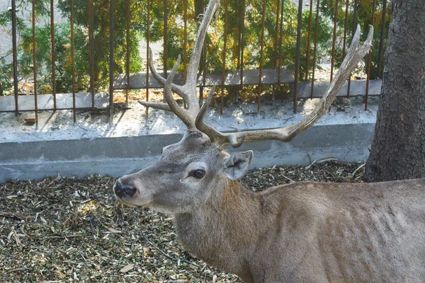 Cherkasy, Ucrania, septiembre de 2019. Zoológico moderno, territorios de ciervos. Retrato de un ciervo solitario. Primer plano. Cervidos de la familia de los artiodáctilos . — Foto de Stock