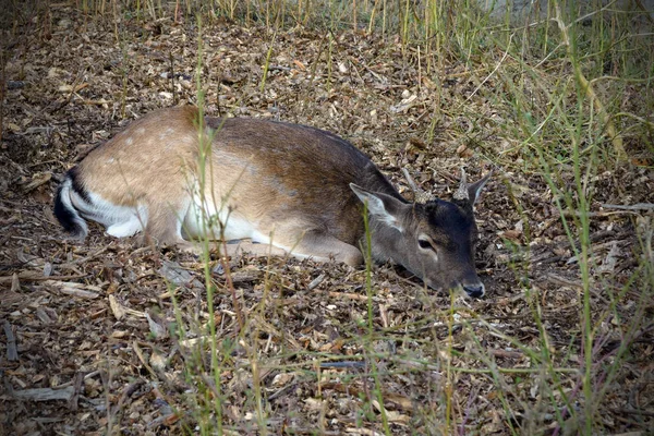 Capreolus europeo está descansando entre la hierba. Un animal del género Venado . — Foto de Stock