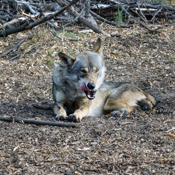 Lobo gris solitario. Animales depredadores . — Foto de Stock