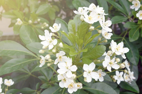 根系中一种稀有的植物，Ternata Choisya, — 图库照片