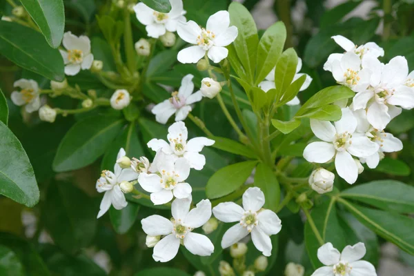 根系中一种稀有的植物，Ternata Choisya, — 图库照片