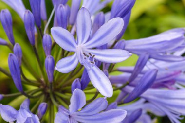 Bulanık yeşil arka planda mavi agapanthus çiçekleri. Aşk Çiçeği. Agapanthus kapalı alanda tarım, peyzaj tasarımı ve çiçek düzenlemesi için kullanılır. San Miguel Adası, Azores, Portekiz